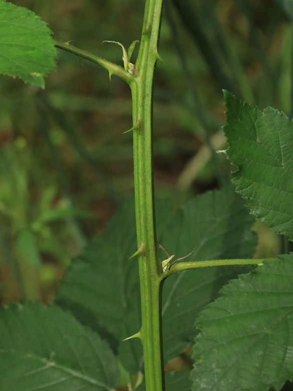 Rubus bicolor