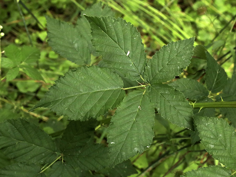 Rubus bicolor