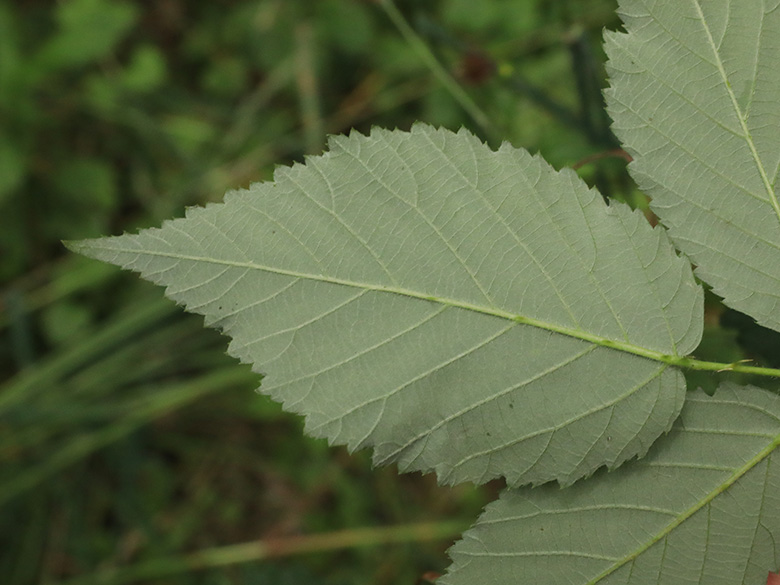 Rubus bicolor