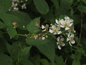 Rubus bicolor