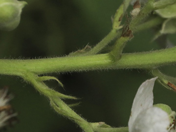 Rubus bicolor
