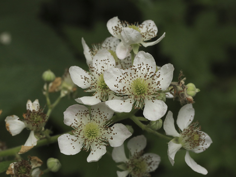 Rubus bicolor