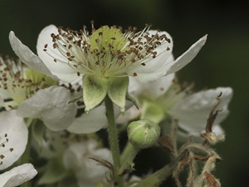 Rubus bicolor