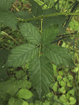 Rubus bicolor