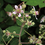 Rubus bombycinus - Seidenhaarige Brombeere