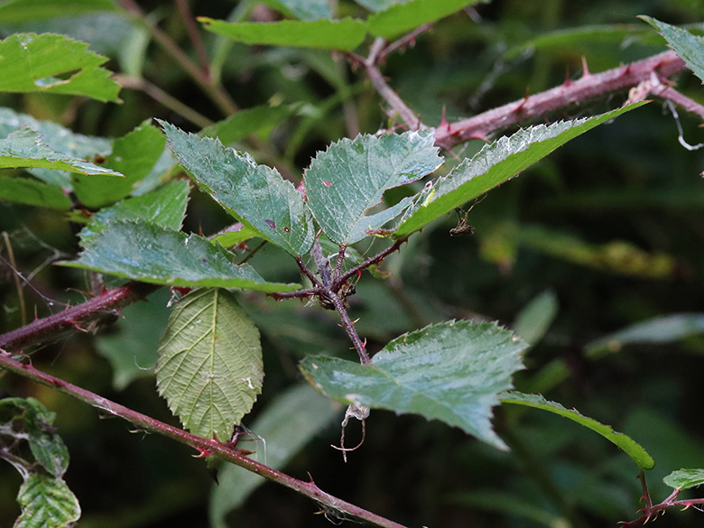 Rubus bonus-henricus