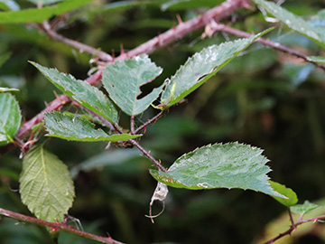 Rubus bonus-henricus