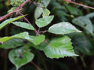 Rubus bonus-henricus