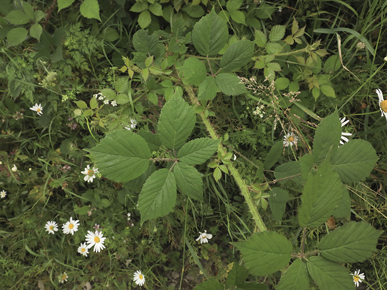 Rubus bonus-henricus