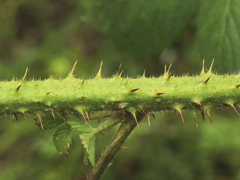 Rubus bonus-henricus