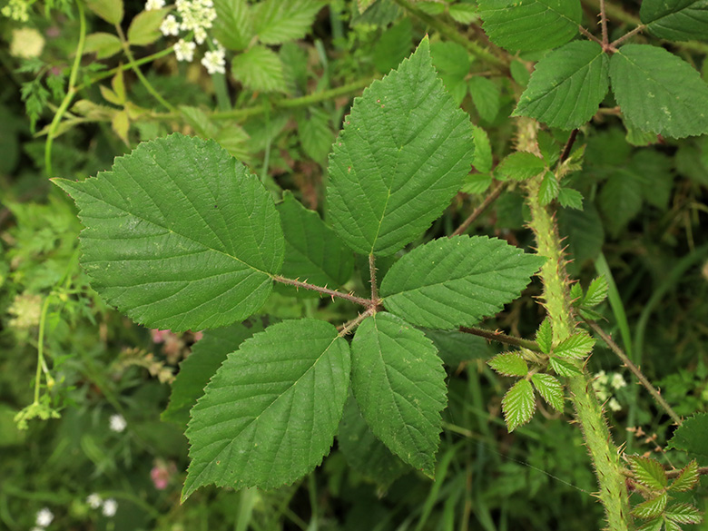 Rubus bonus-henricus