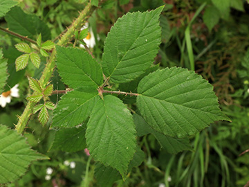 Rubus bonus-henricus