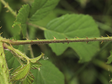 Rubus bonus-henricus