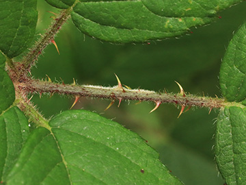 Rubus bonus-henricus