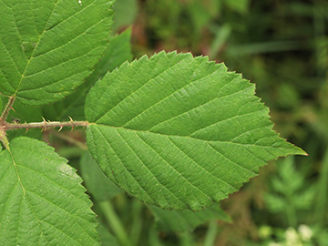 Rubus bonus-henricus