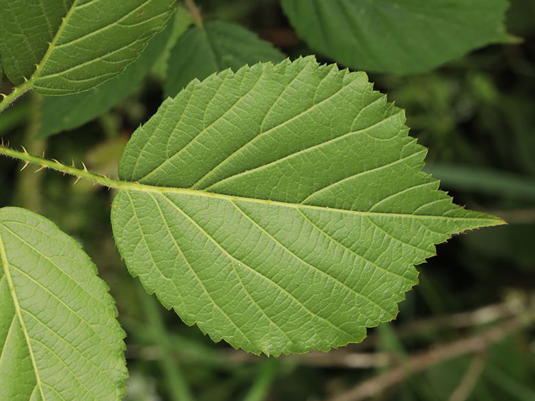 Rubus bonus-henricus