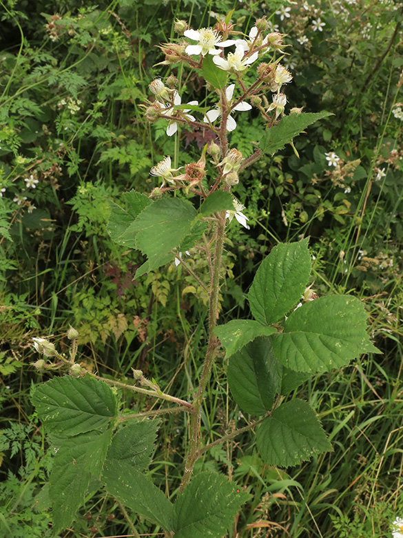 Rubus bonus-henricus