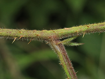 Rubus bonus-henricus