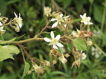 Rubus bonus-henricus