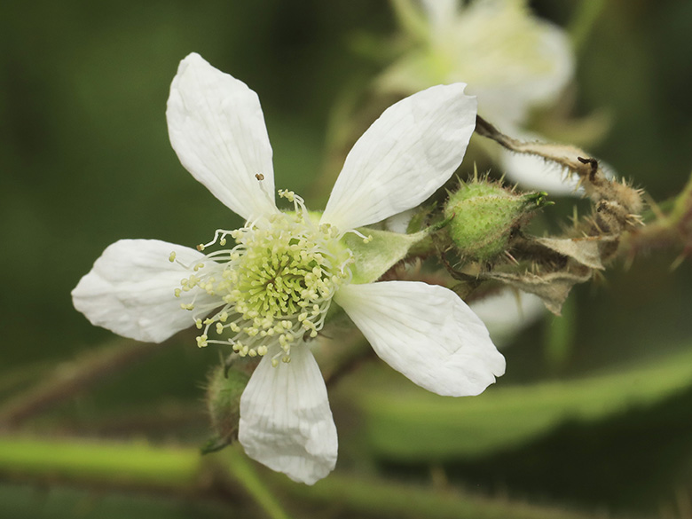 Rubus bonus-henricus