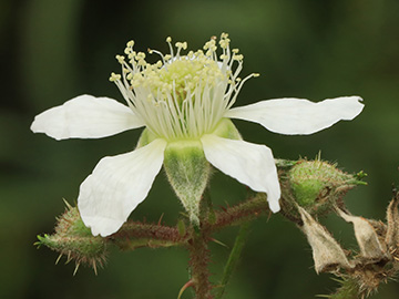 Rubus bonus-henricus