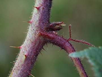 Rubus bonus-henricus