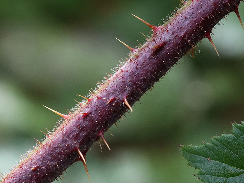 Rubus bonus-henricus