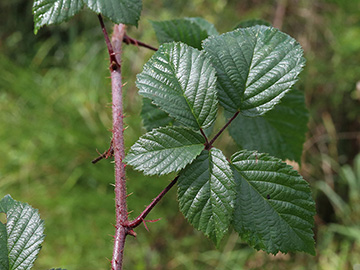 Rubus bonus-henricus