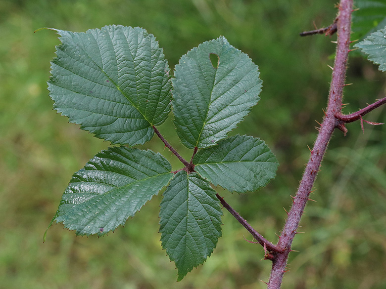 Rubus bonus-henricus