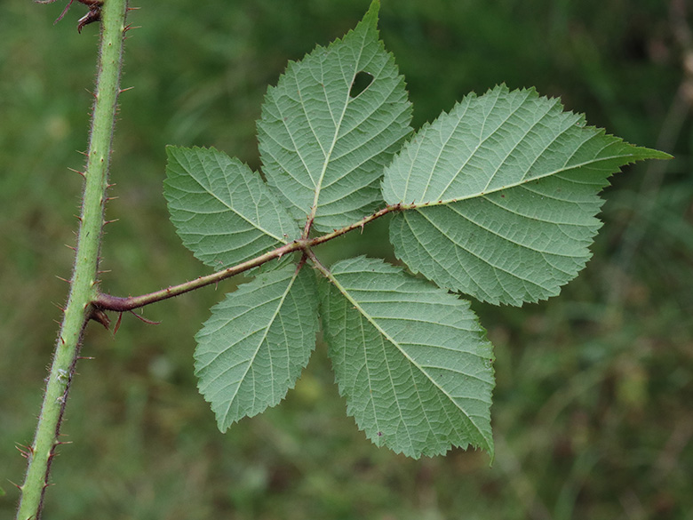 Rubus bonus-henricus
