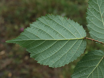 Rubus bonus-henricus