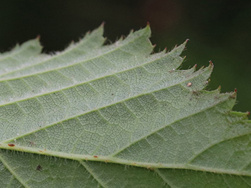 Rubus bonus-henricus