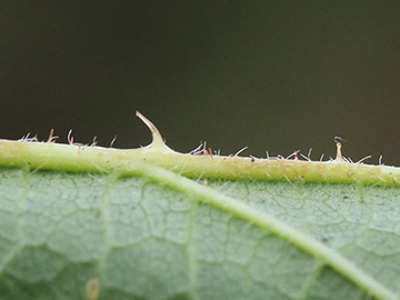 Rubus bonus-henricus