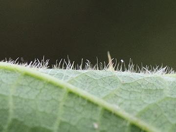 Rubus bonus-henricus