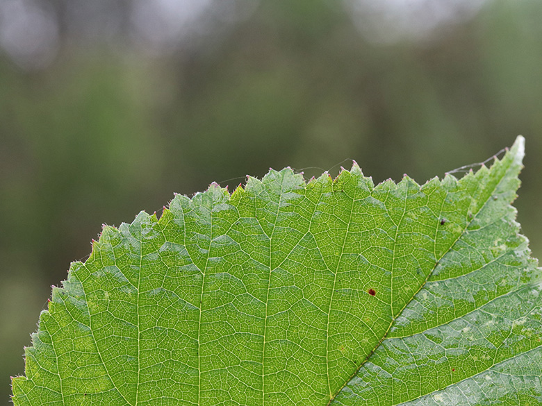 Rubus bonus-henricus