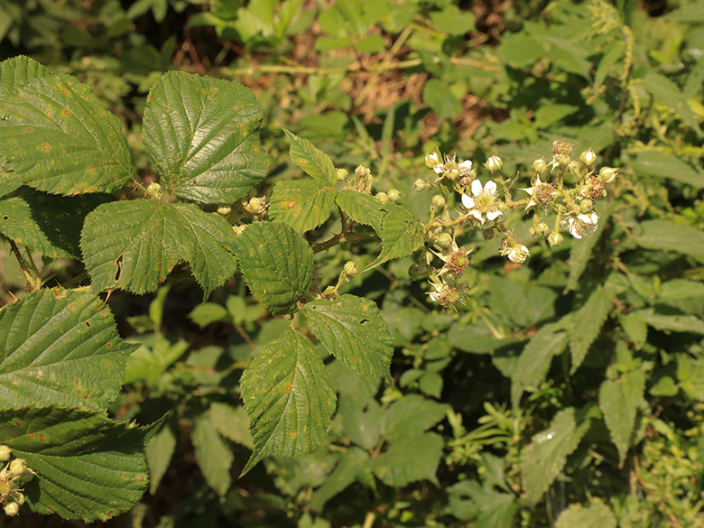 Rubus bovinus