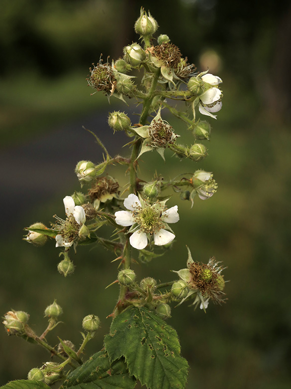 Rubus bovinus