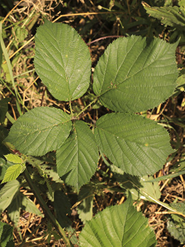 Rubus bovinus