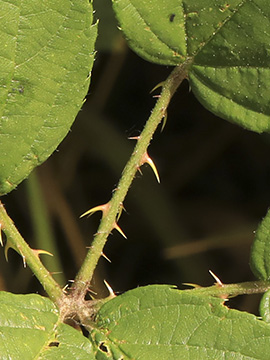 Rubus bovinus