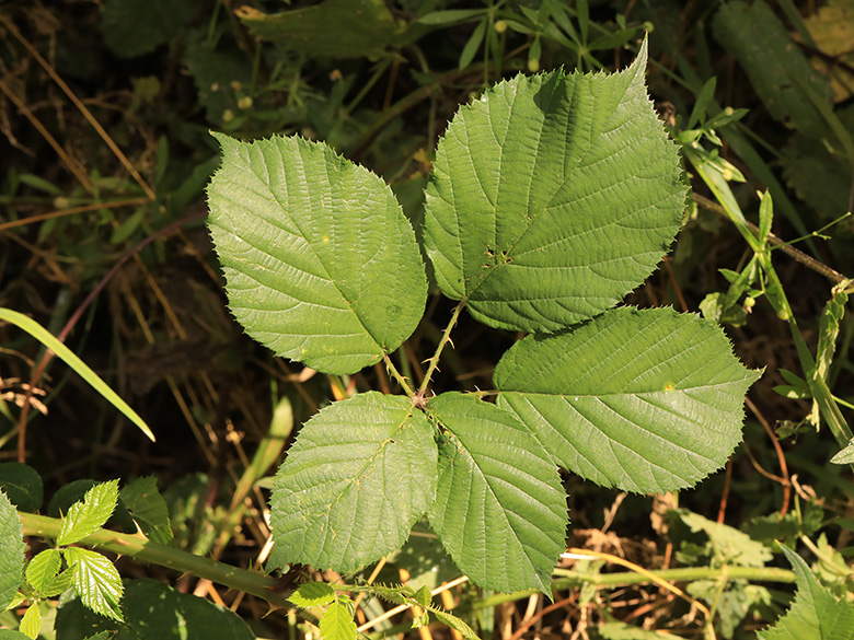 Rubus bovinus