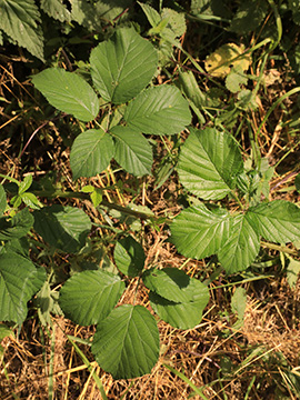 Rubus bovinus