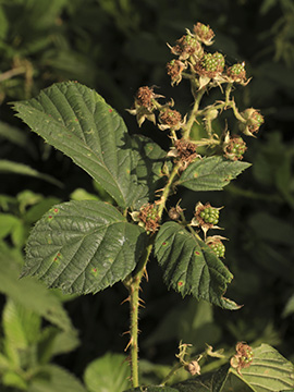 Rubus bovinus