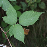 Rubus braeuckeri - Bräucker-Brombeere