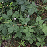 Rubus buescherianus - Büscher-Haselblattbrombeere