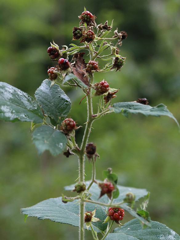 Rubus eifeliensis