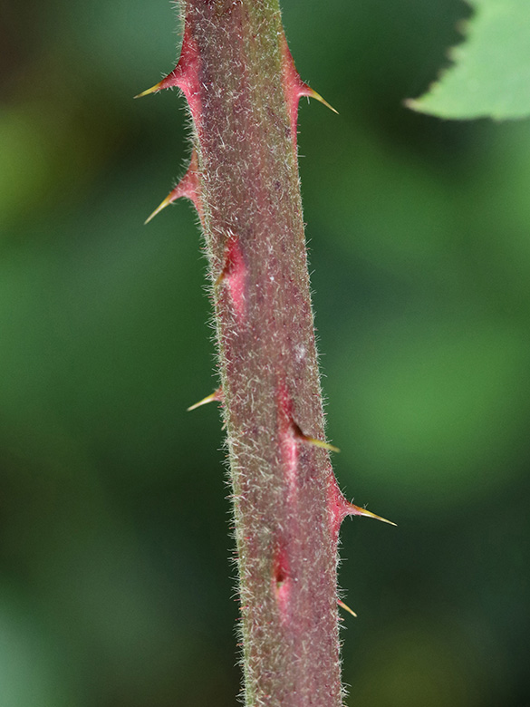 Rubus eifeliensis