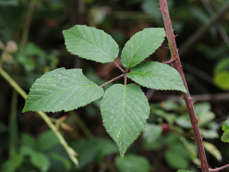 Rubus eifeliensis