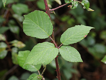 Rubus eifeliensis
