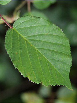 Rubus eifeliensis