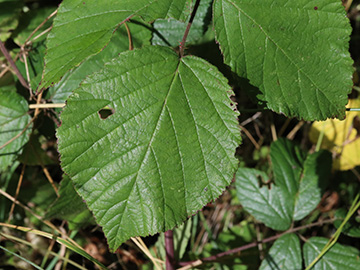 Rubus foliosus